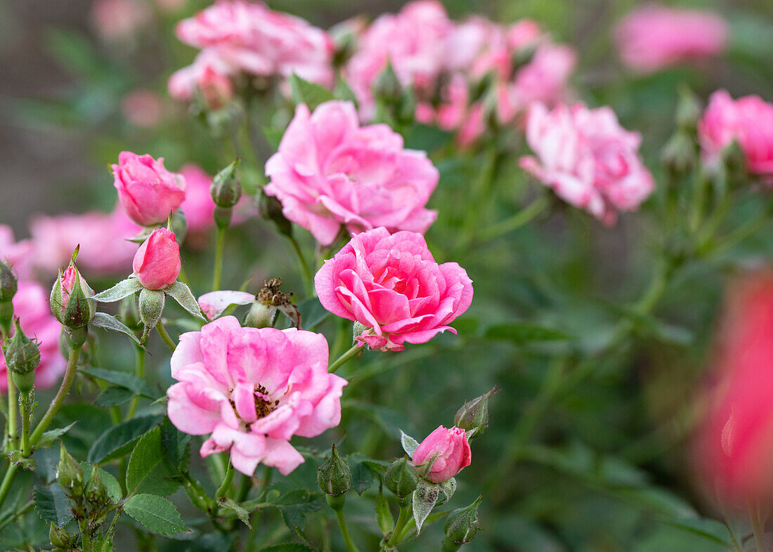 Dwarf rose, pink