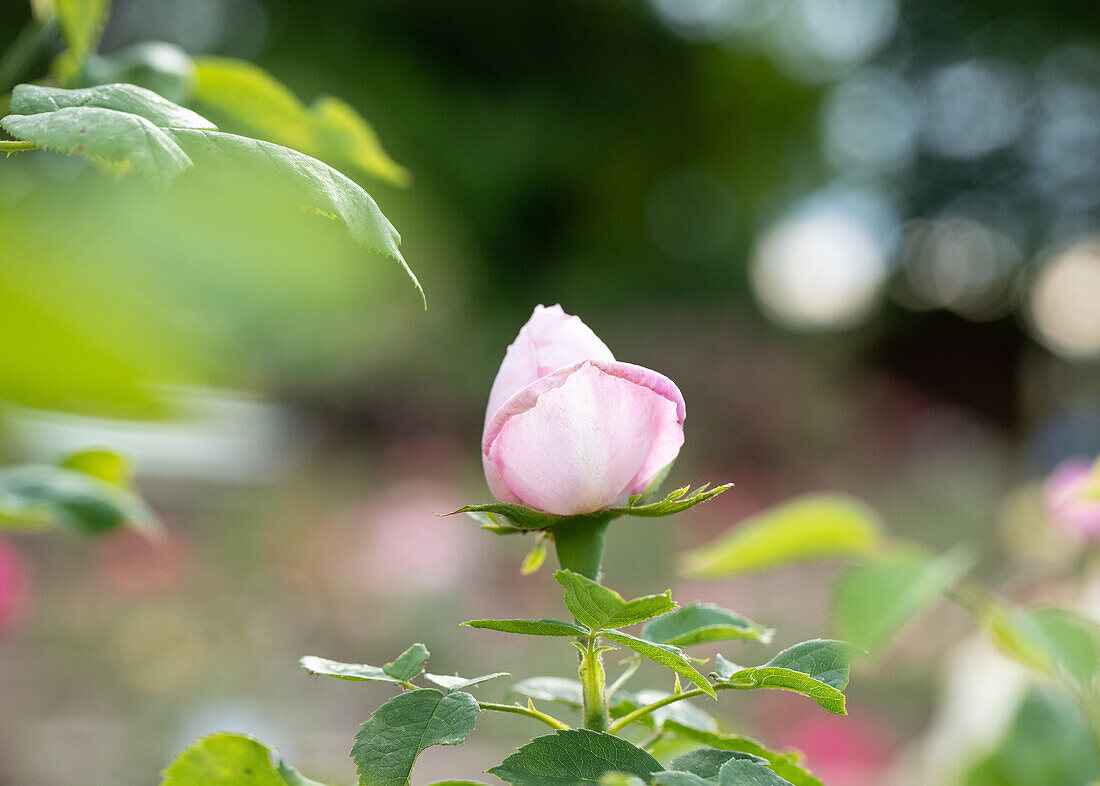 Rosa 'Baronne Nathaniel de Rothschild'