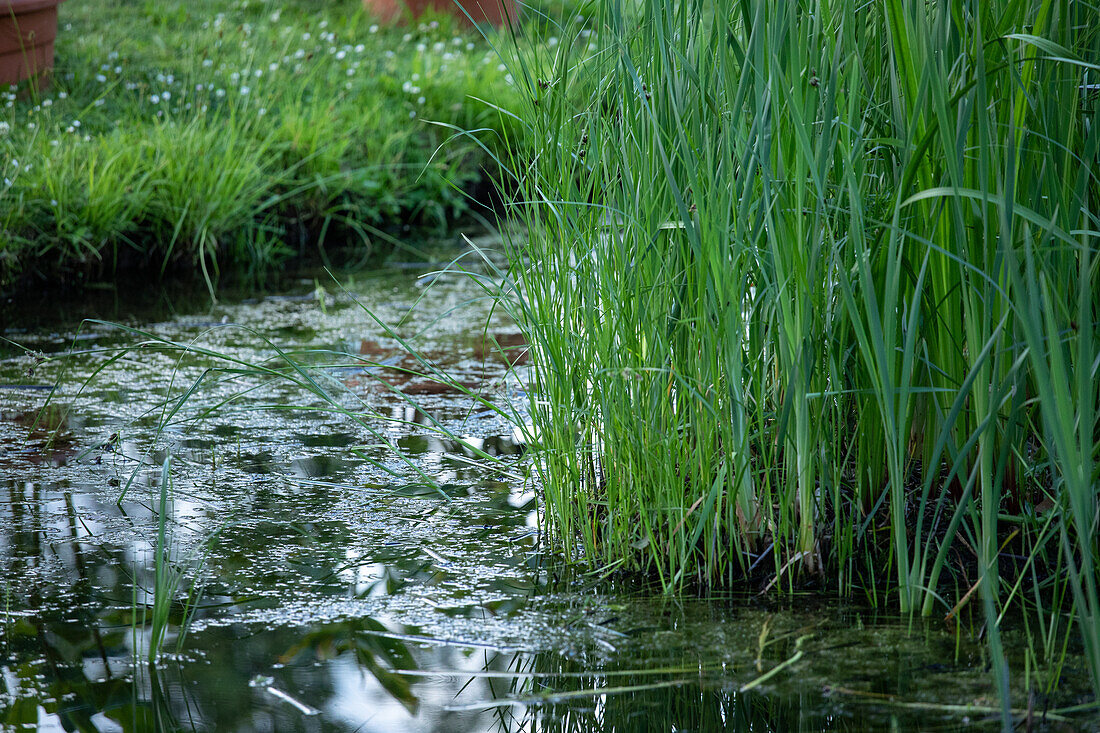 Shore planting by the pond