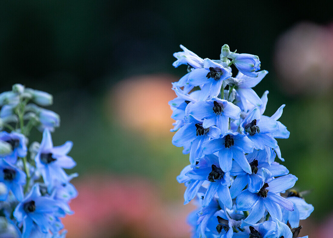 Delphinium x elatum, light blue