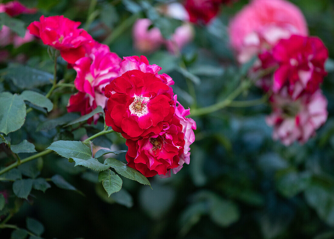 Rosa "Pirouette" Lens, L. 1984