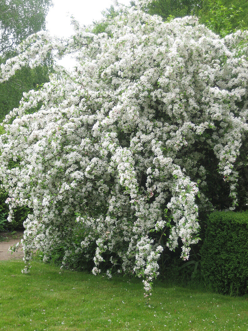 Cherry blossom