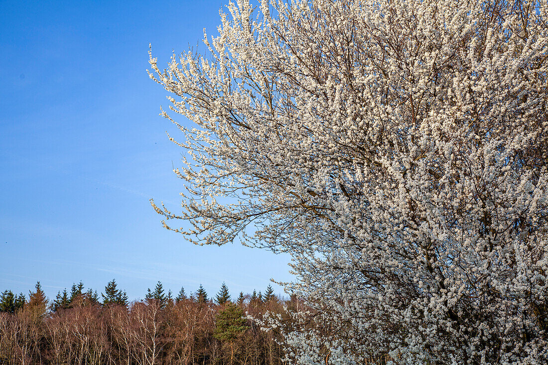 Prunus avium, wild form