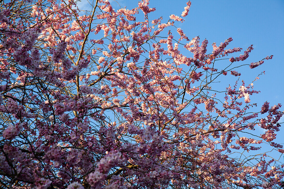 Cherry blossom