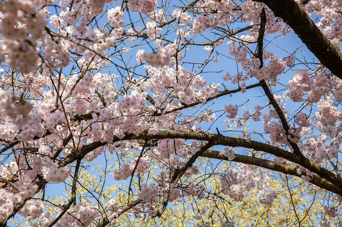 Cherry blossom