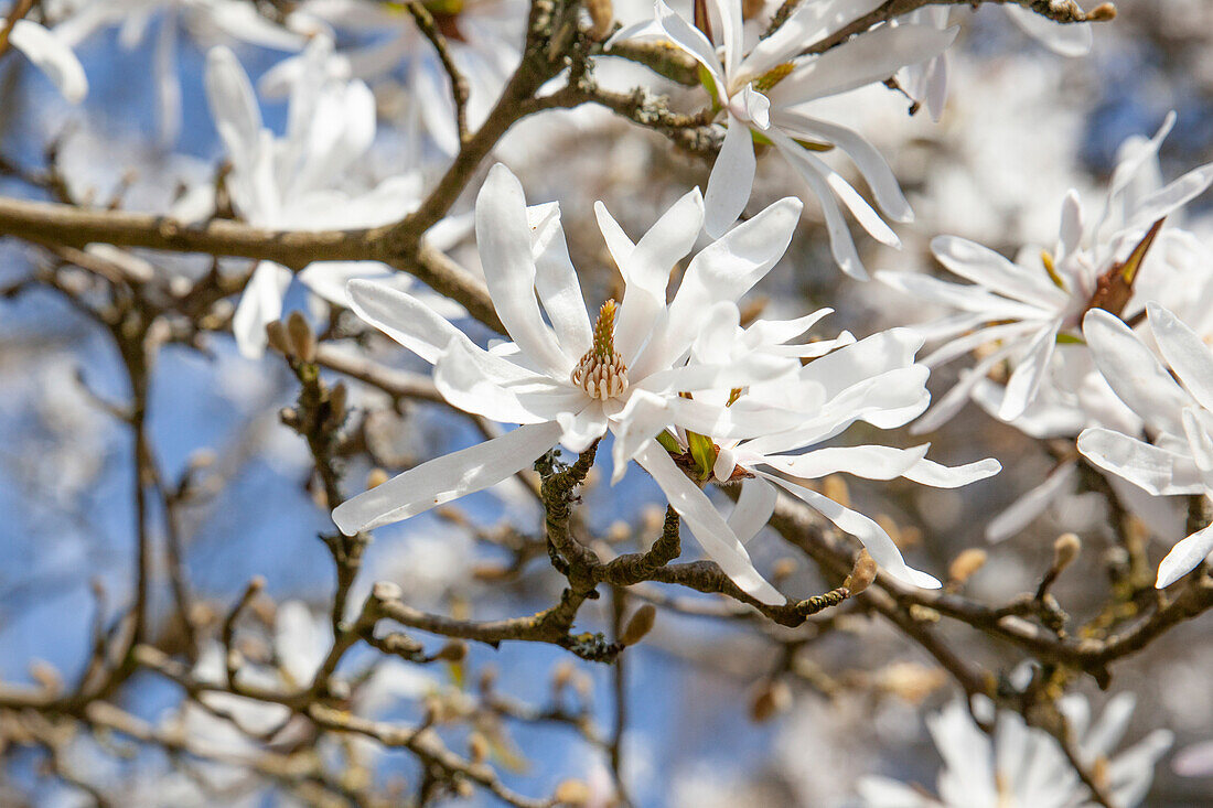 Magnolia stellata