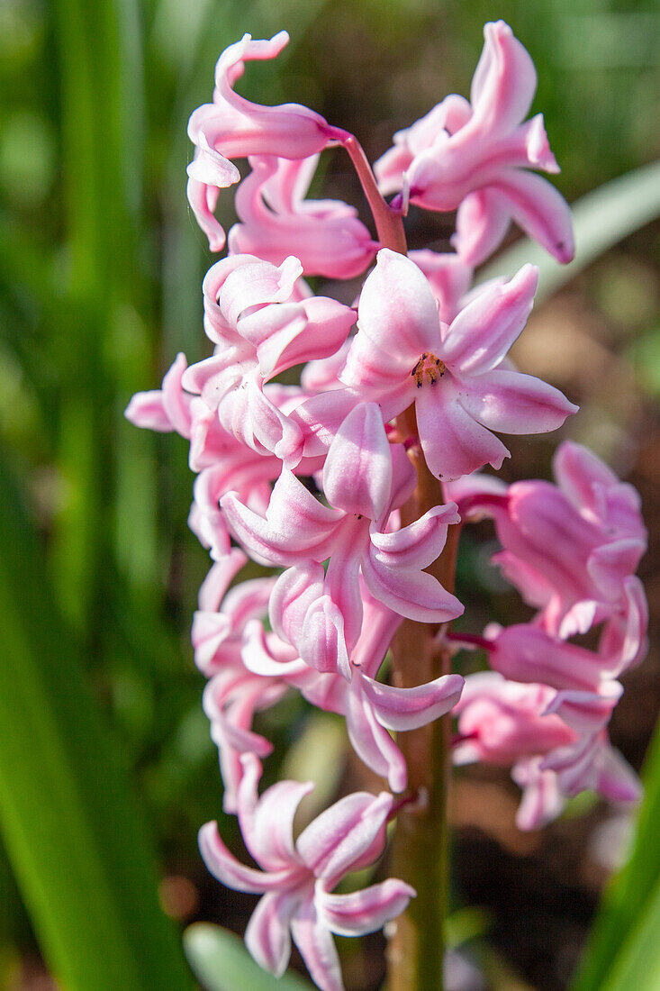 Hyacinthus orientalis, pink