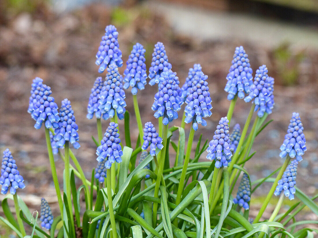 Muscari armeniacum