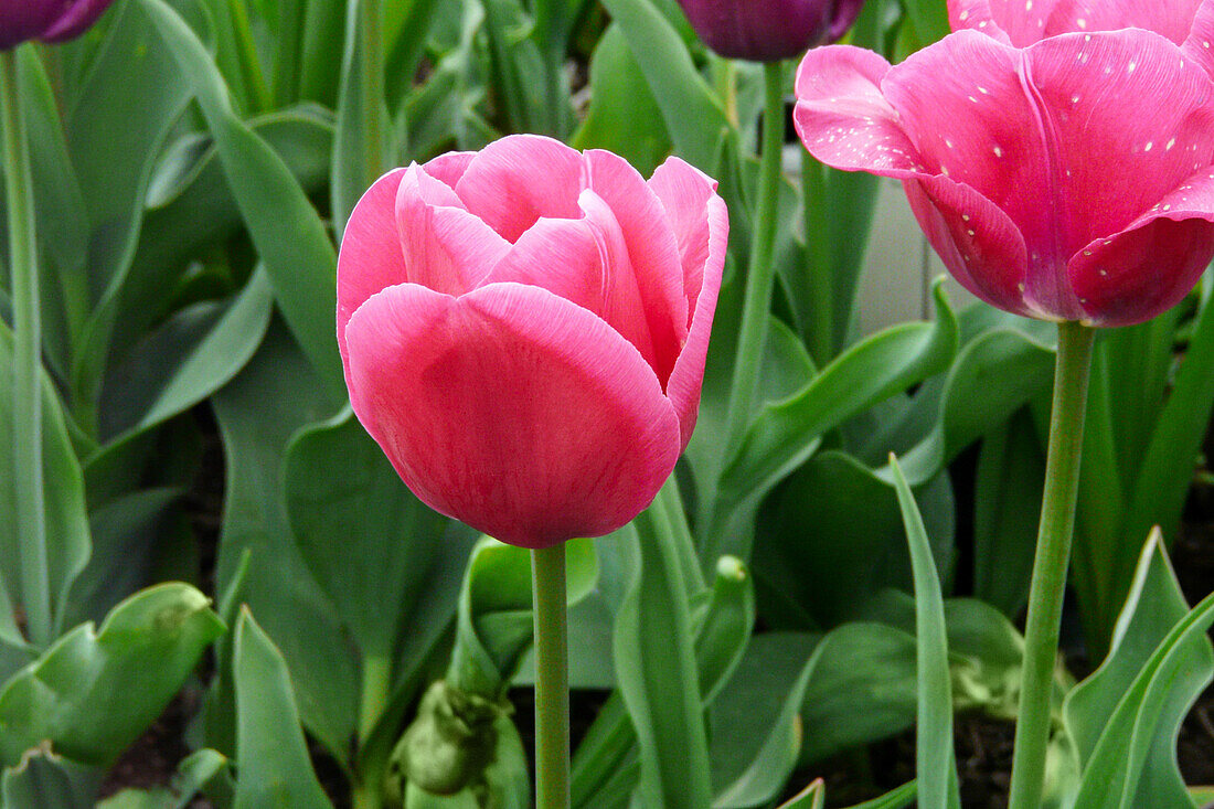 Tulipa Triumph