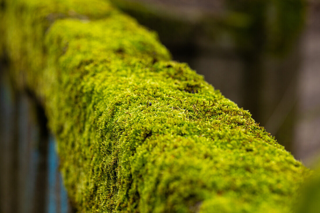 Moss