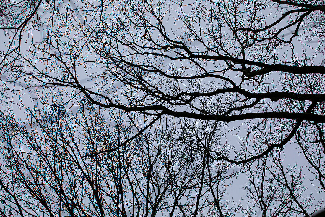 Branches in the evening