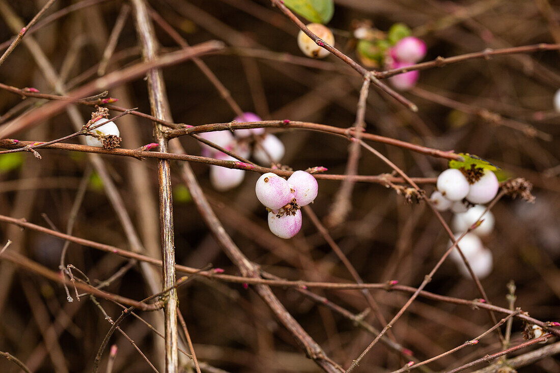 Symphoricarpos albus