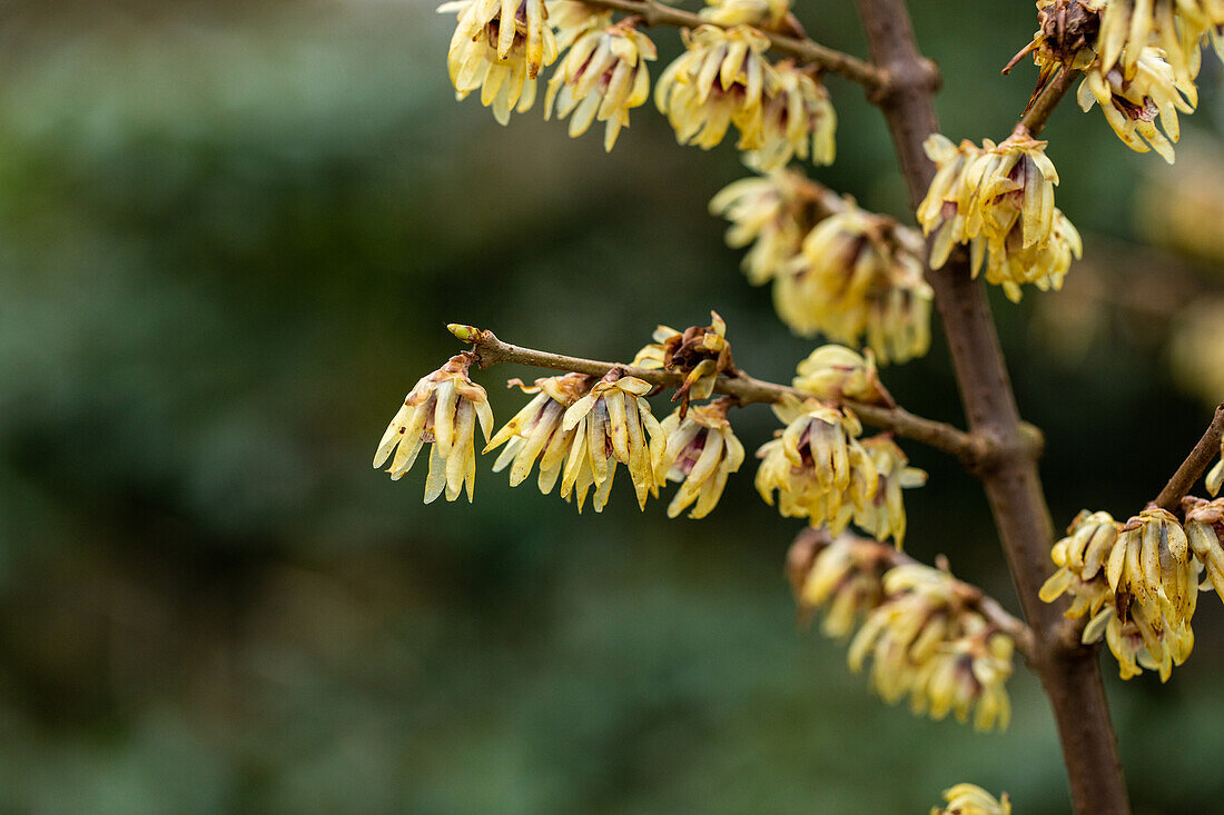 Chimonanthus praecox