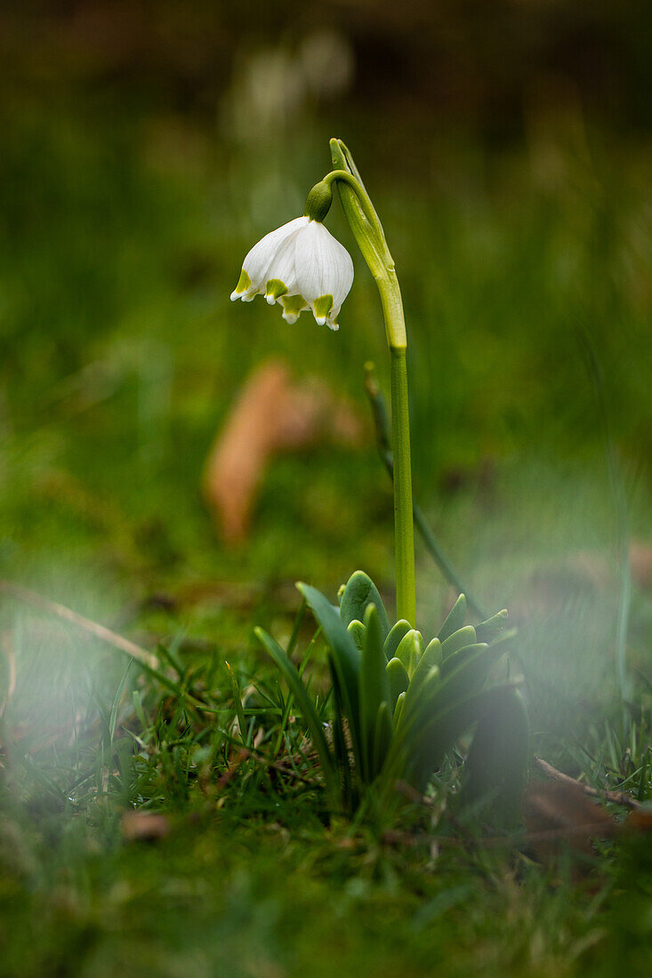 Leucojum vernum