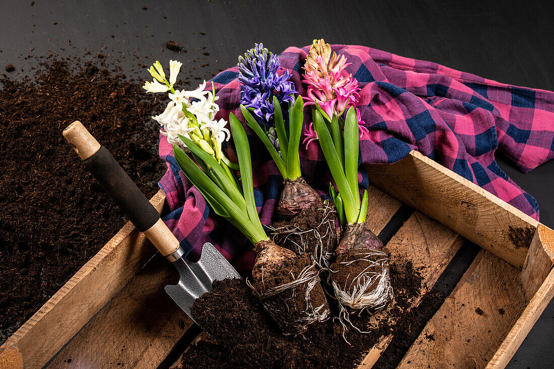 Early bloomer - Hyacinths in wooden box
