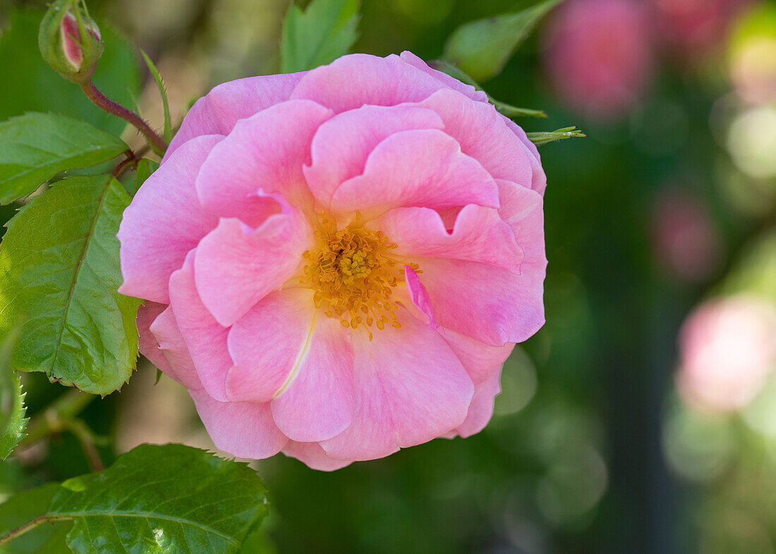 Rosa ,,Rosario'' Rosen Tantau 1993