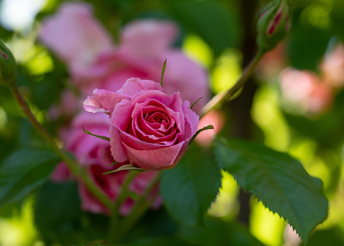 Rosa "Rosario" Roses Tantau 1993