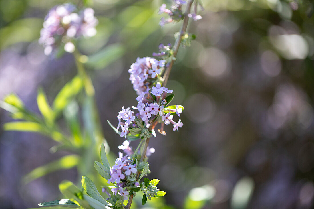 Butterfly lilac (?)