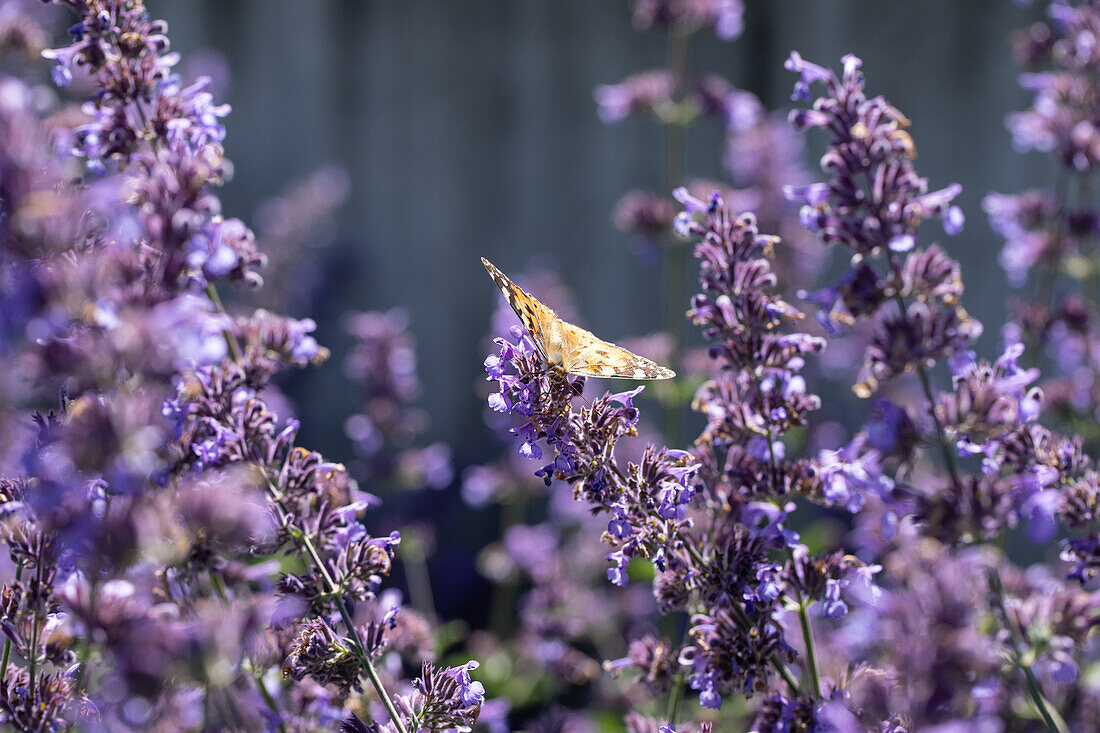 Schmetterling auf Katzenminze