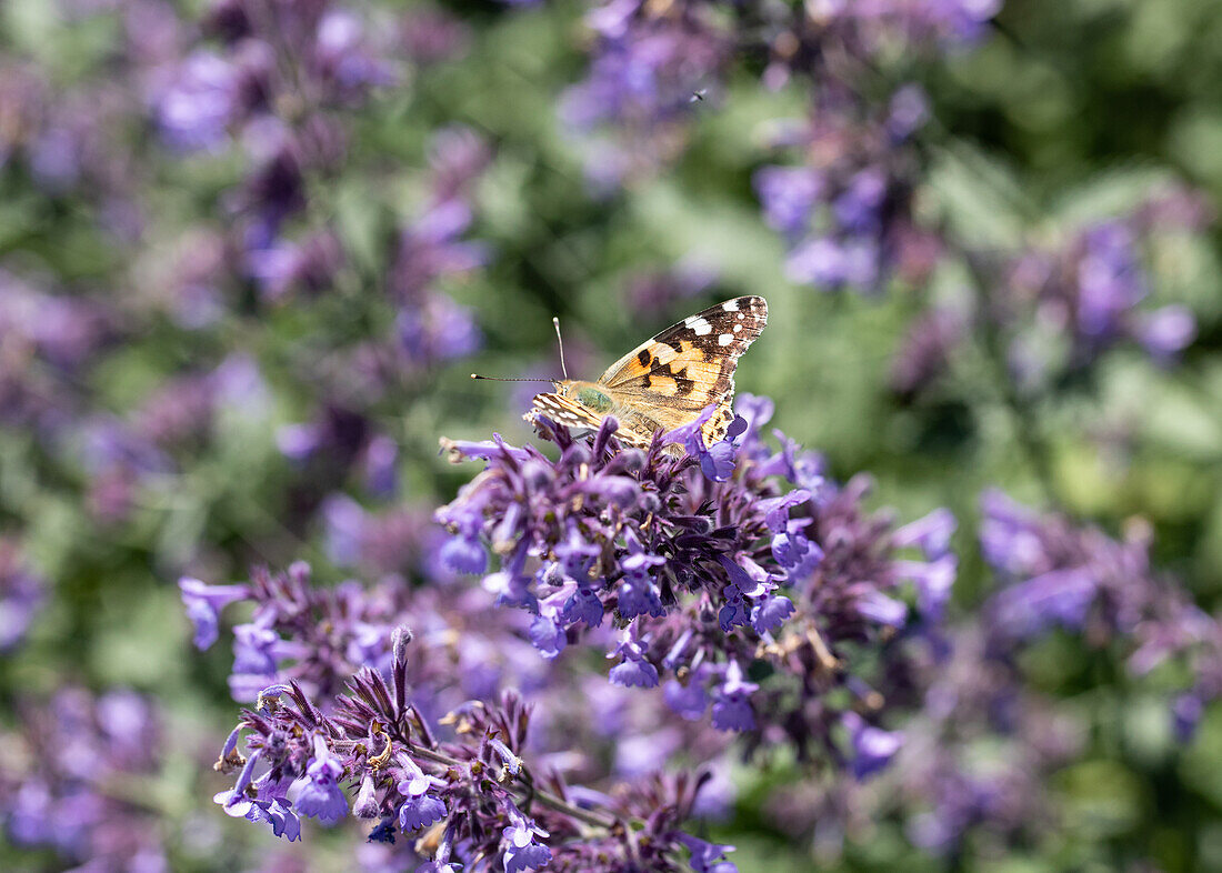 Schmetterling auf Katzenminze