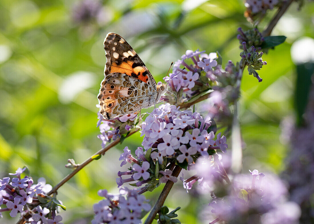 Schmetterling auf Flieder