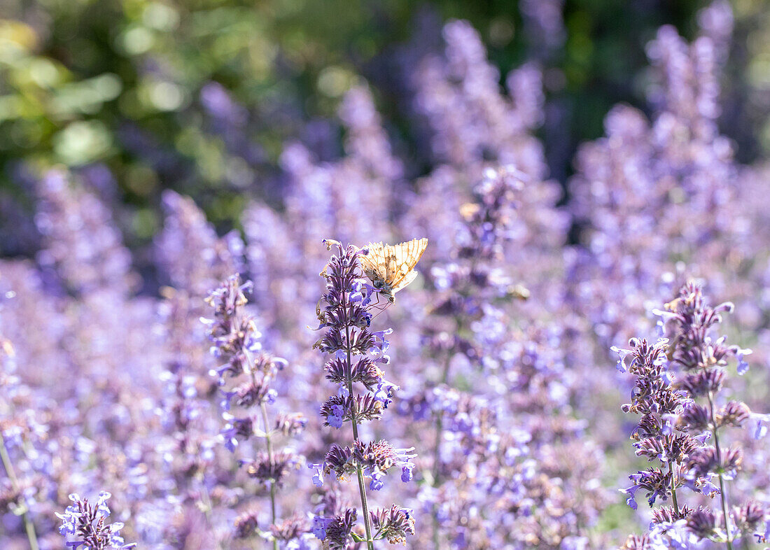 Schmetterling auf Katzenminze