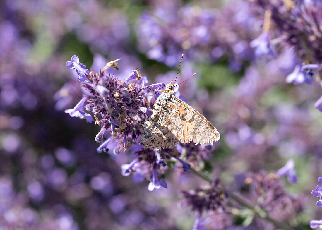 Schmetterling auf Katzenminze