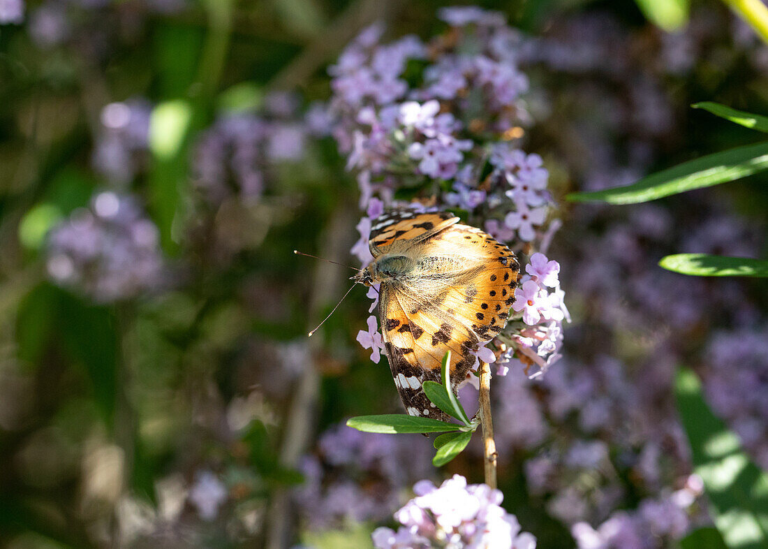 Schmetterling auf Flieder
