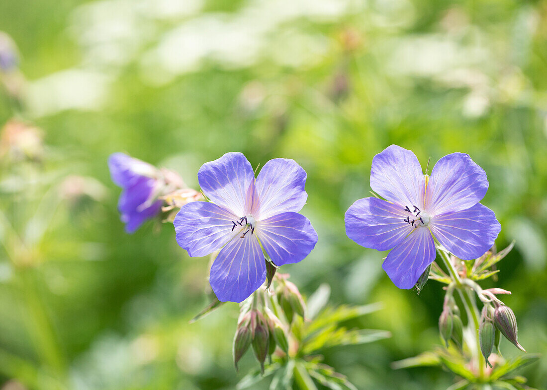 Geranium wallichianum