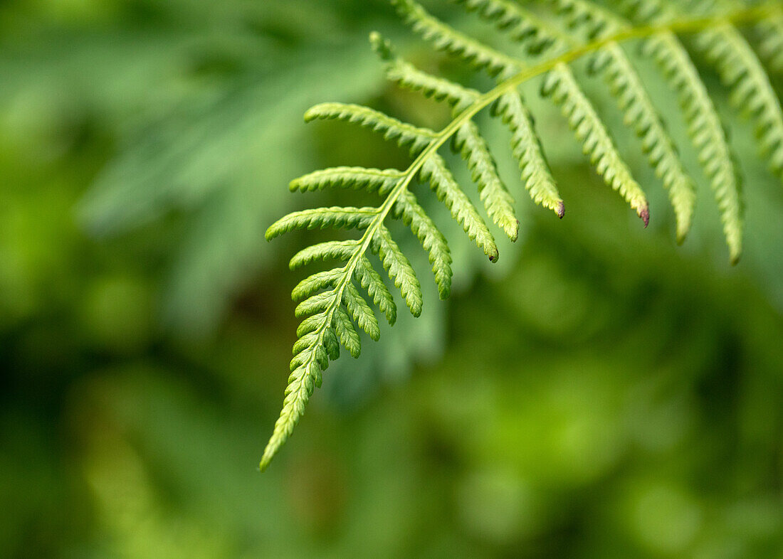 Fern