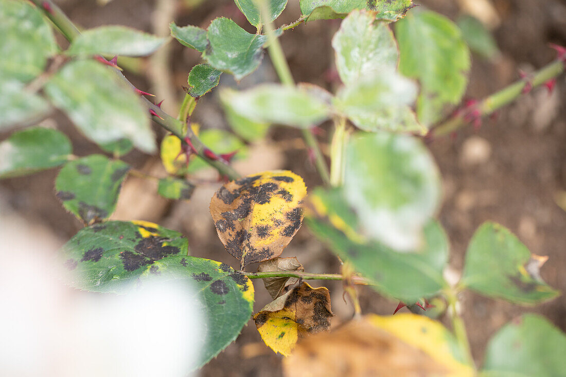 Sternrußtau an Rosen