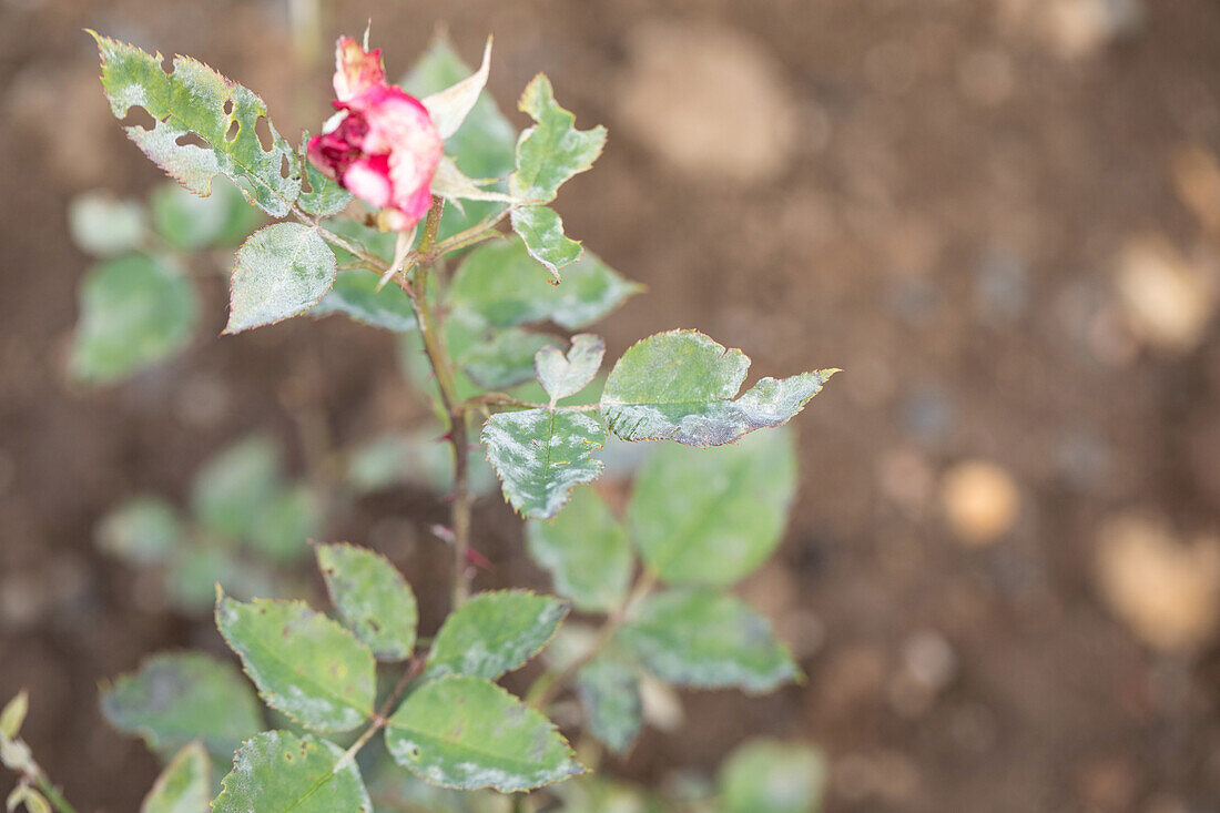 Powdery mildew on roses