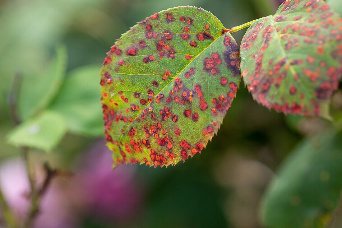 Rose rust