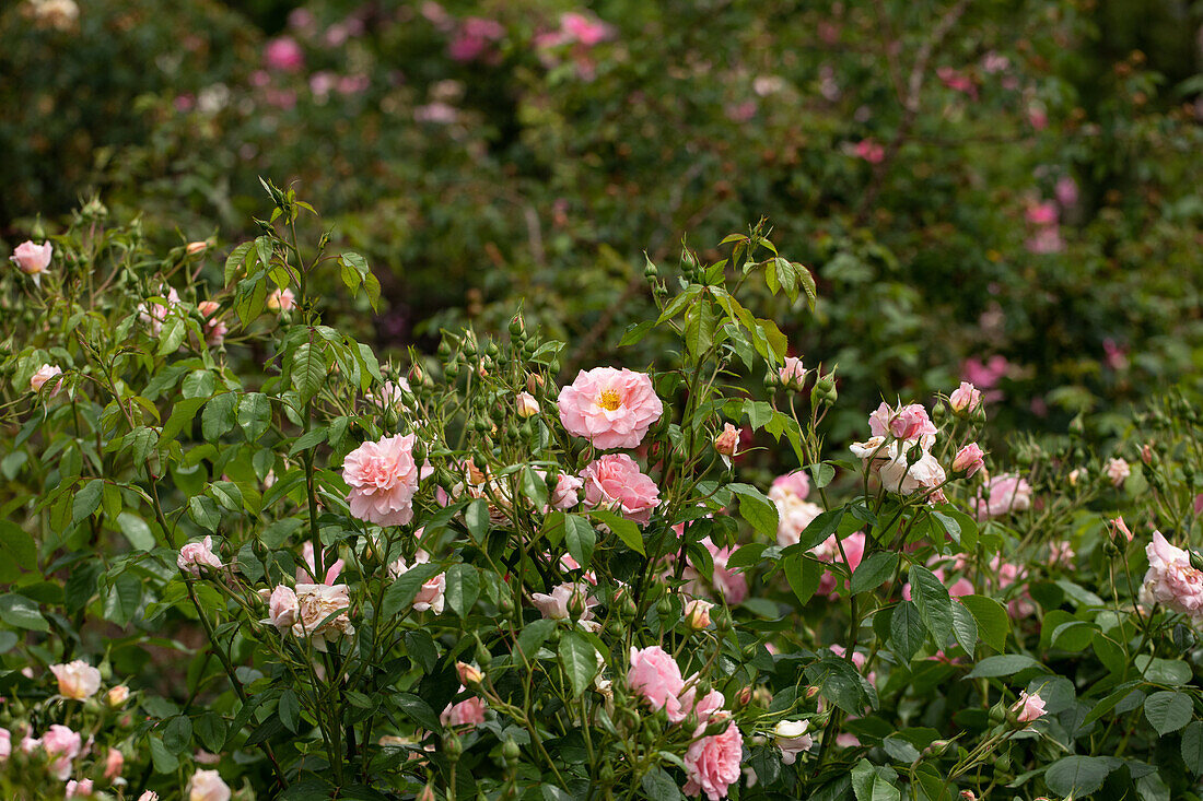 Strauchrose, rosa