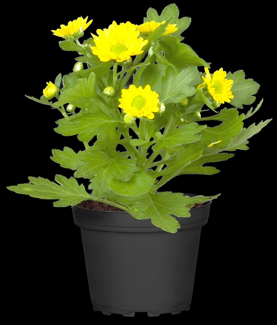 Chrysanthemum hortorum, gelb