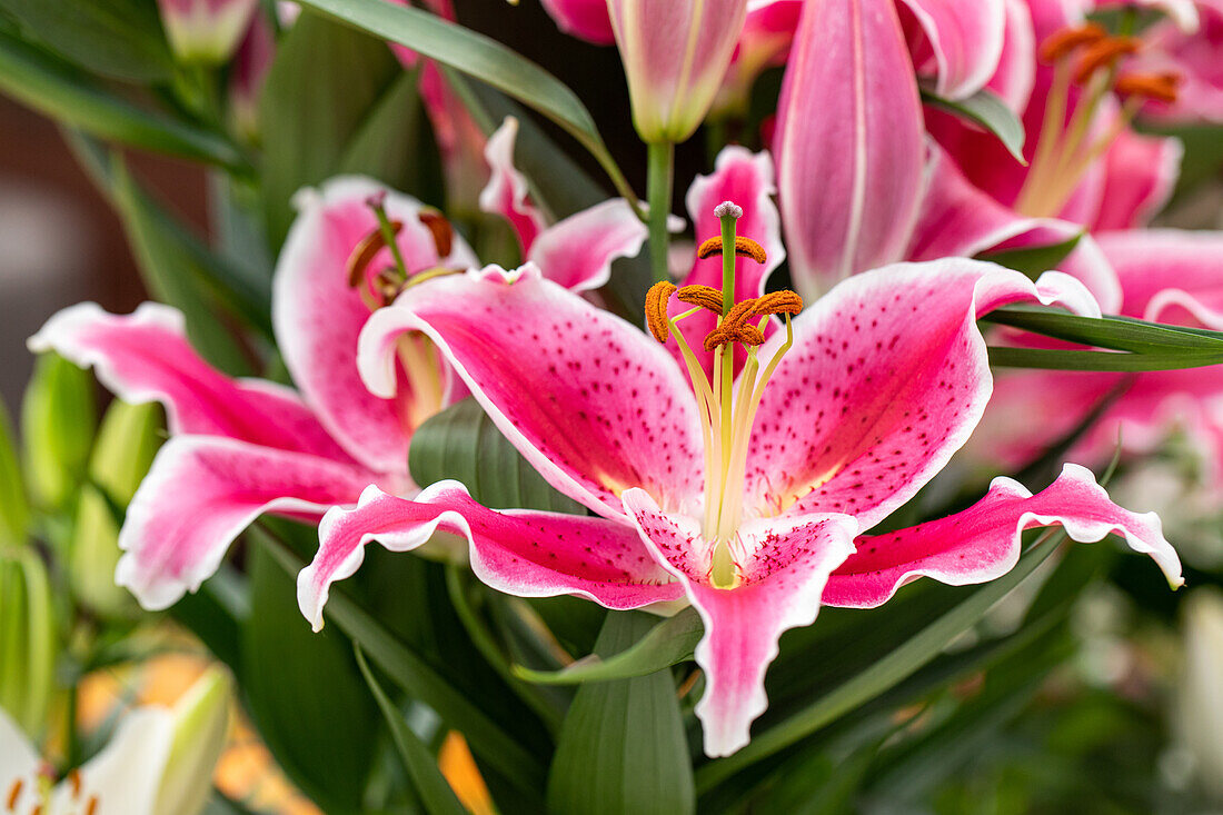 Lilium Oriental, pink-weiß