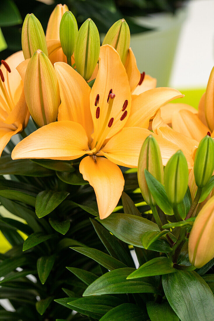 Lilium Asiatic, yellow