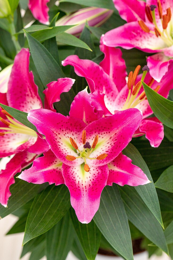 Lilium Oriental, pink