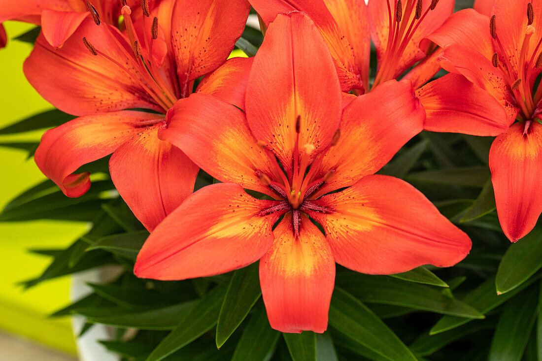 Lilium Asiatic, rot