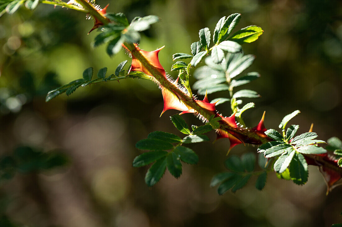 Rosa sericea f. pteracantha