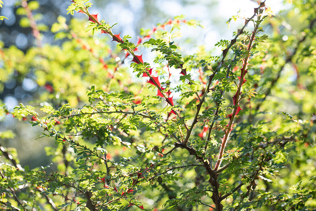 Rosa sericea f. pteracantha