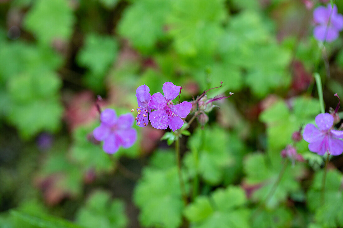 Geranium macrorrhizum