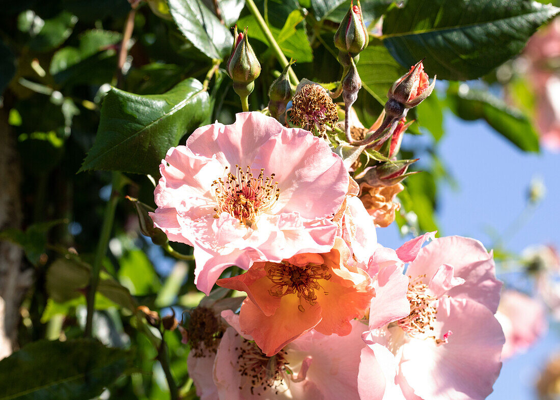 Rosa 'Summer Wine' Kordes, W. Söhne 1985