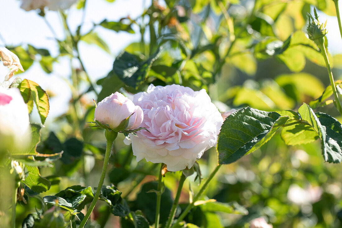 Rosa gallica 'Belle Isis'