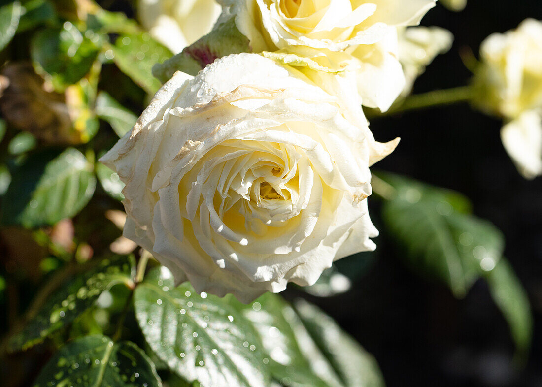 Climbing rose, white