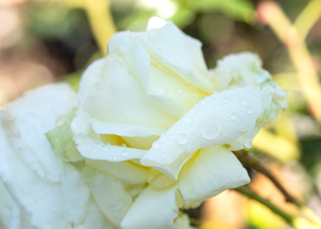 Rosa 