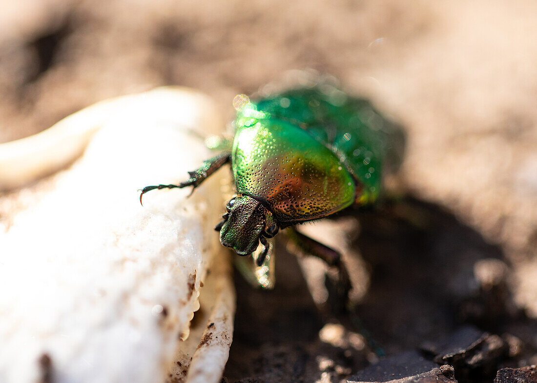 Käfer