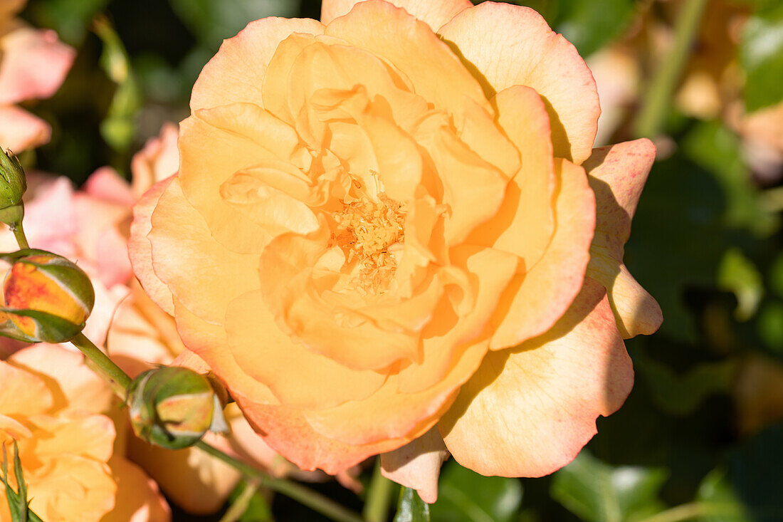 Bedding rose, apricot