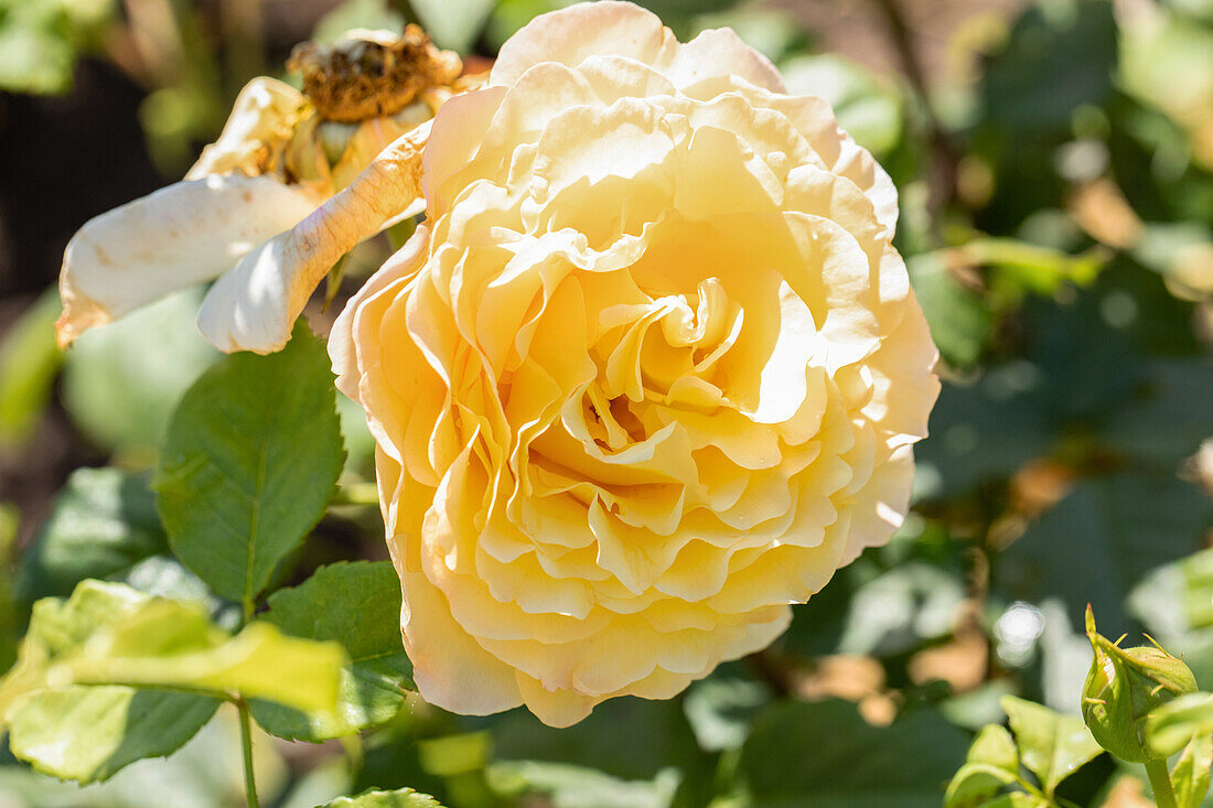 Bedding rose, yellow