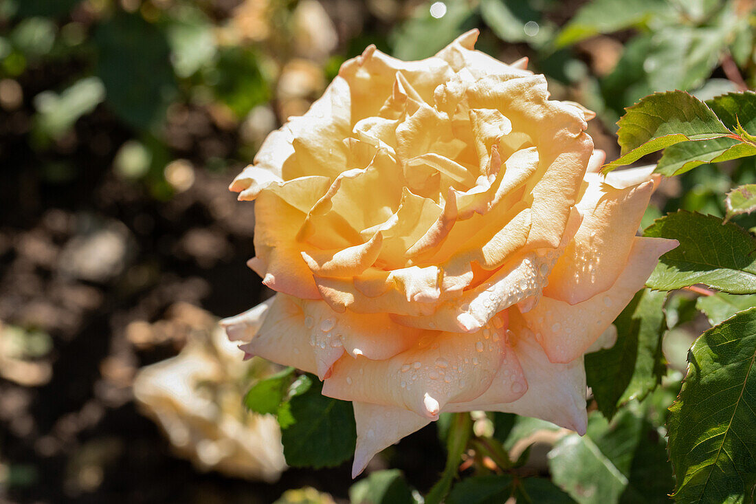 Rosa 'Rosita'